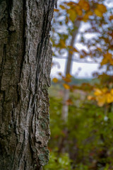 Fototapeta premium Maple tree with Forest Background