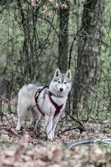Siberian husky