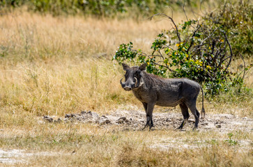 Warthog on the lookout