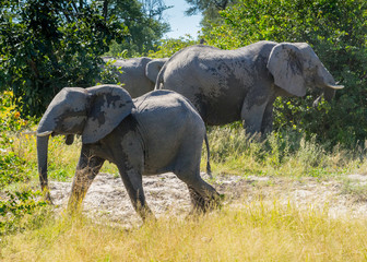 Fototapeta premium Baby elephant