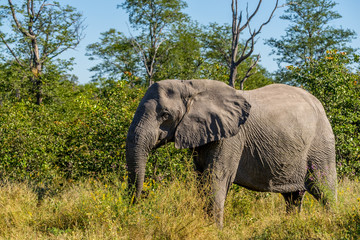 Fototapeta premium African elephant in the Okavango Delta