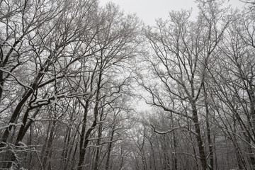Winter forest tree branches