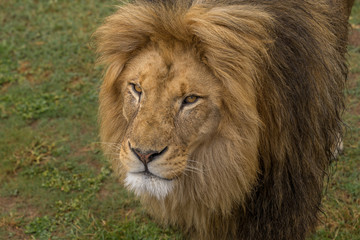 Lion in South Africa