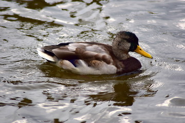 Stockente die Zweite