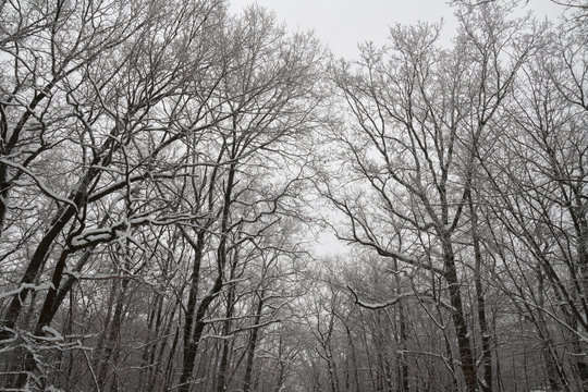 Fototapeta Winter forest tree branches
