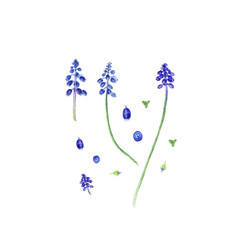 Muscari, watercolor on white, can be used as greeting card, invitation card for wedding, birthday and other holiday and summer background.