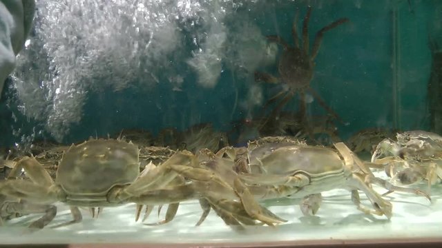 The live crab in the supermarket