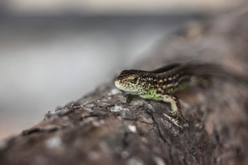 Lizard sitting on brown stone enjoying morning sun