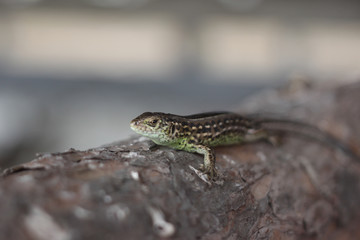 Lizard sitting on brown stone enjoying morning sun