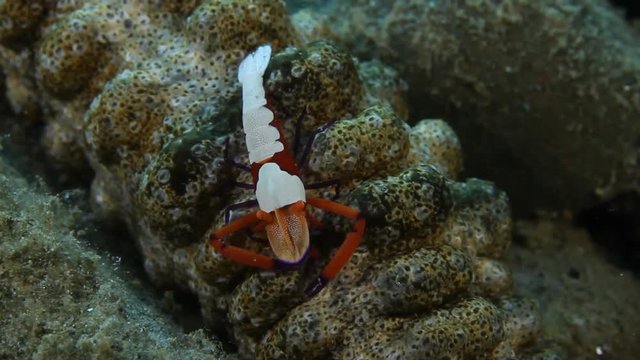 Emperor Shrimp (Periclimenes imperator) on sea cucumber