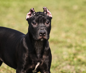 American Pit Bull Terrier 