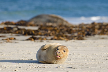 Obraz premium Baby seal on Helgoland