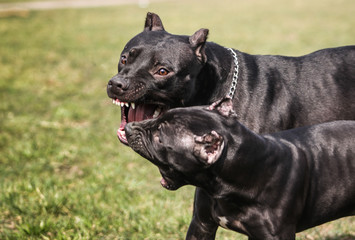 American Pit Bull Terrier 