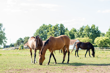 Naklejka na ściany i meble Horses enjoying on a field