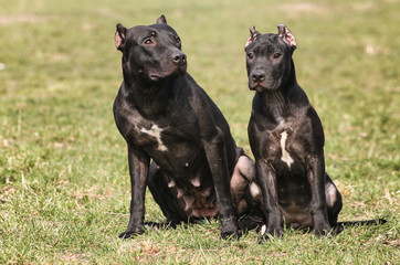 American Pit Bull Terrier 