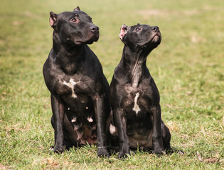 American Pit Bull Terrier 