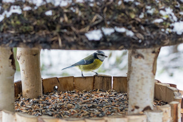 Blaumeise im Vogelhaus