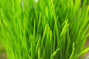 Fototapeta na wymiar Fresh wheat grass, closeup
