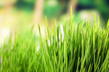 Fototapeta na wymiar Fresh wheat grass on blurred background, closeup
