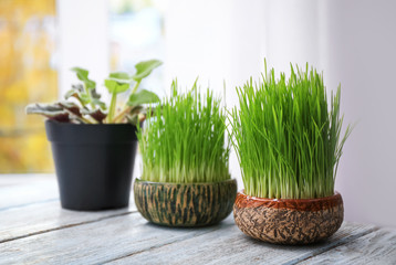 Pots with wheat grass on wooden table