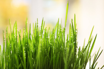 Fresh wheat grass on blurred background, closeup