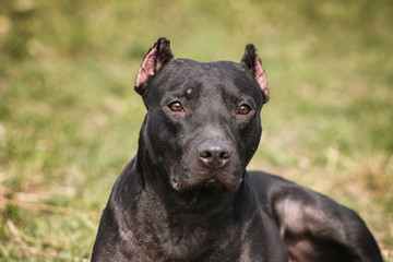 Fototapeta premium American Pit Bull Terrier 