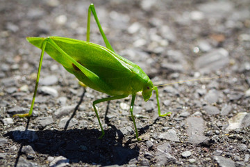 Grasshopper
