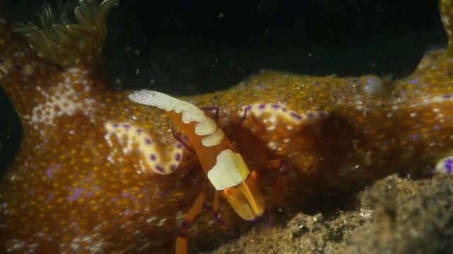 Emperor Shrimp (Periclimenes imperator) on Nudibranch (Ceratosoma trilobatum)