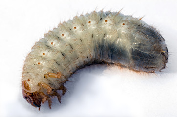 Larva of the May bug on a white background. White chafer grub.