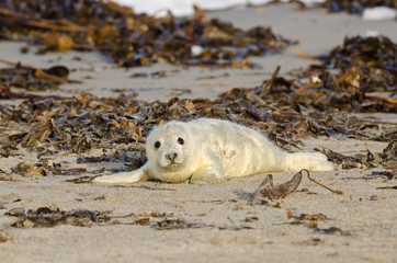 Baby seal on Helgoland