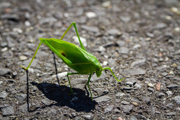 Grasshopper