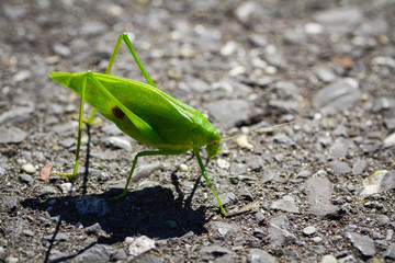 Grasshopper