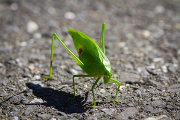Grasshopper