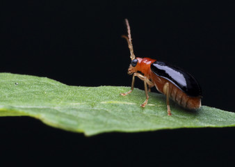 little insect see flower