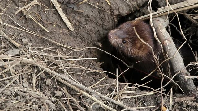 The European mink&nbsp;(lat. Mustela lutreola) in a native habitat
