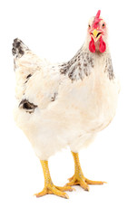White hen isolated.