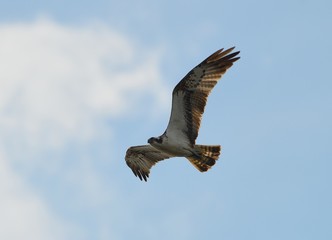 Bird of the Osprey in search of prey.