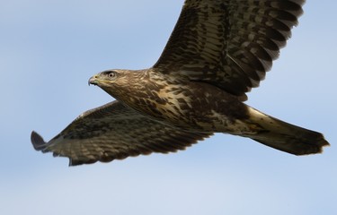 Bird buzzard flies in search of prey.