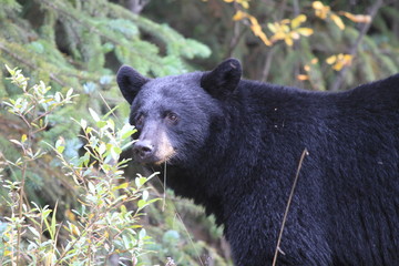 random encounter with roadside black bear in Canada
