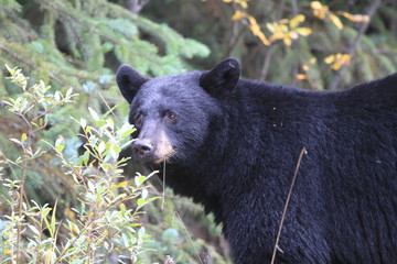 Obraz premium random encounter with roadside black bear in Canada