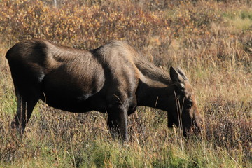 Closeup of a female moose near Jasper and Maligne Lake, Canada