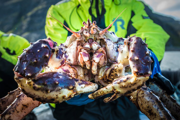King crab caught in Norwegian waters. © Anibal Trejo