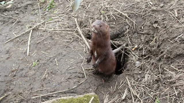 The European mink &nbsp;(lat. Mustela lutreola) eats fish from a hand
