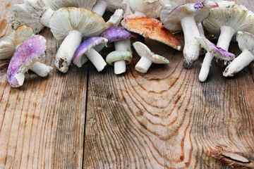 Group mushrooms russule red, green and purple scattered on the table.Selective focus.Concept freshly harvested fungus.Free space.Wooden background.Horizontal shot