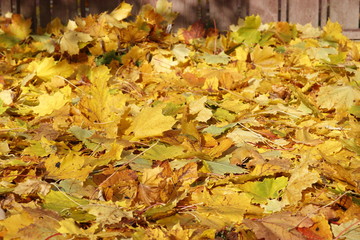 Autumn leaves of maple tree on the ground
