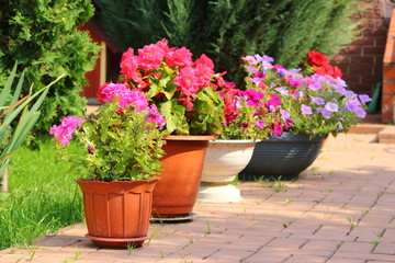 the pots in the garden, bright purple and red flowers, a garden in the summer