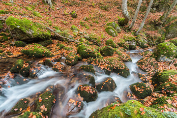 autumn arrives at the beech forest of El Gumial