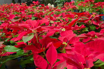 Close-up image of vibrant red poinsettias, symbol of Christmas