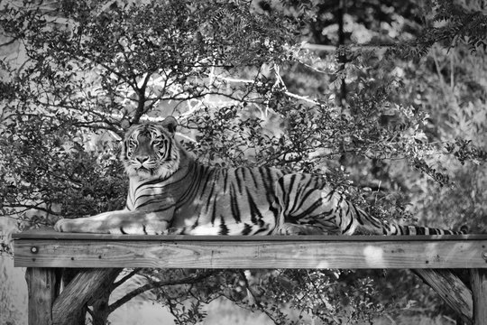 A Tiger Portrait in Black and White