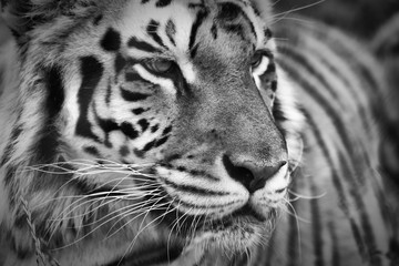 A Tiger Portrait in Black and White